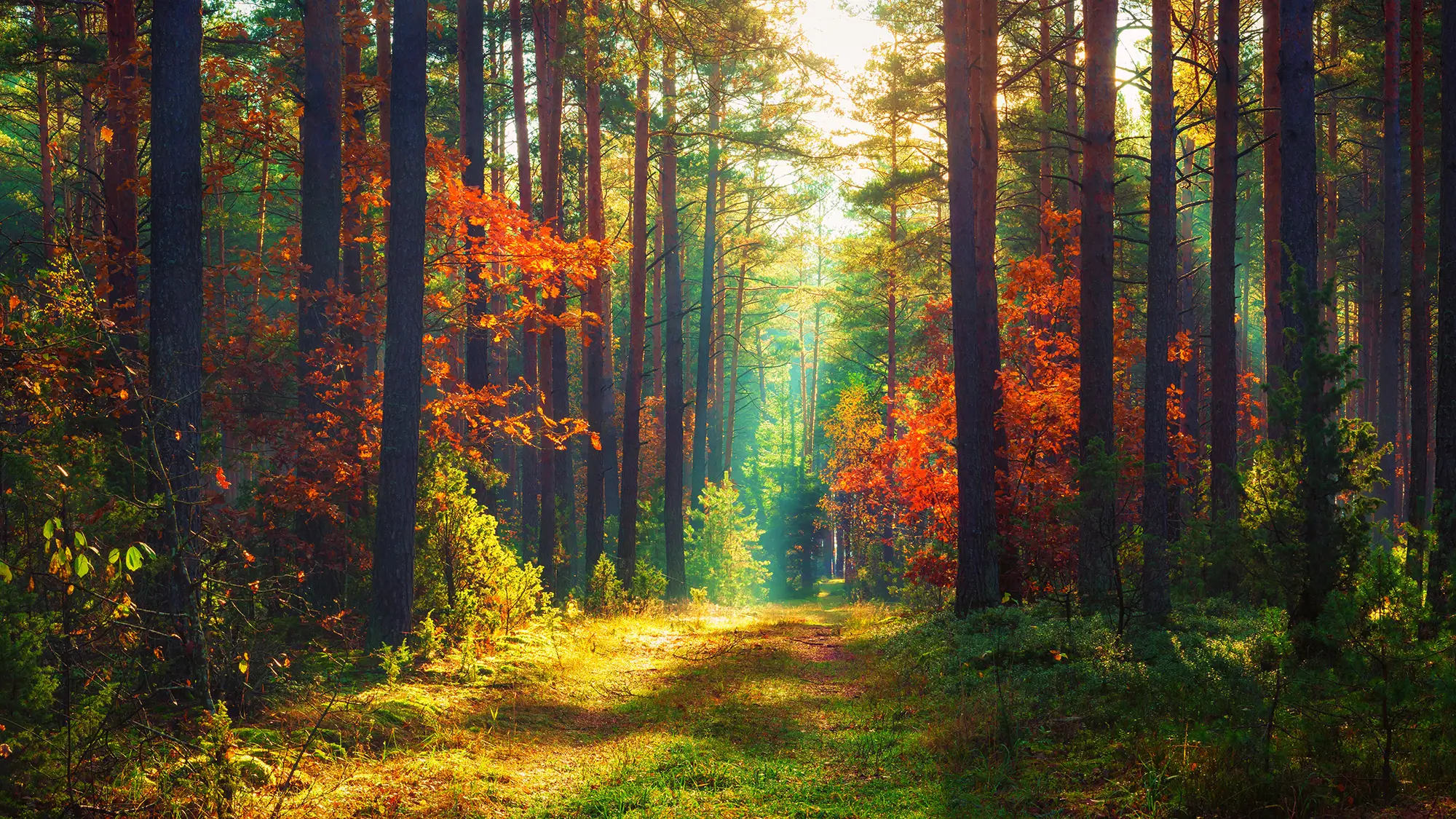Herbstgeflüster Kleine Auszeit